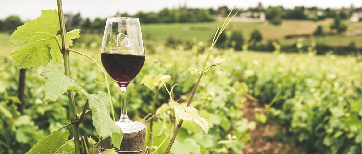glass-of-wine-in-vineyard