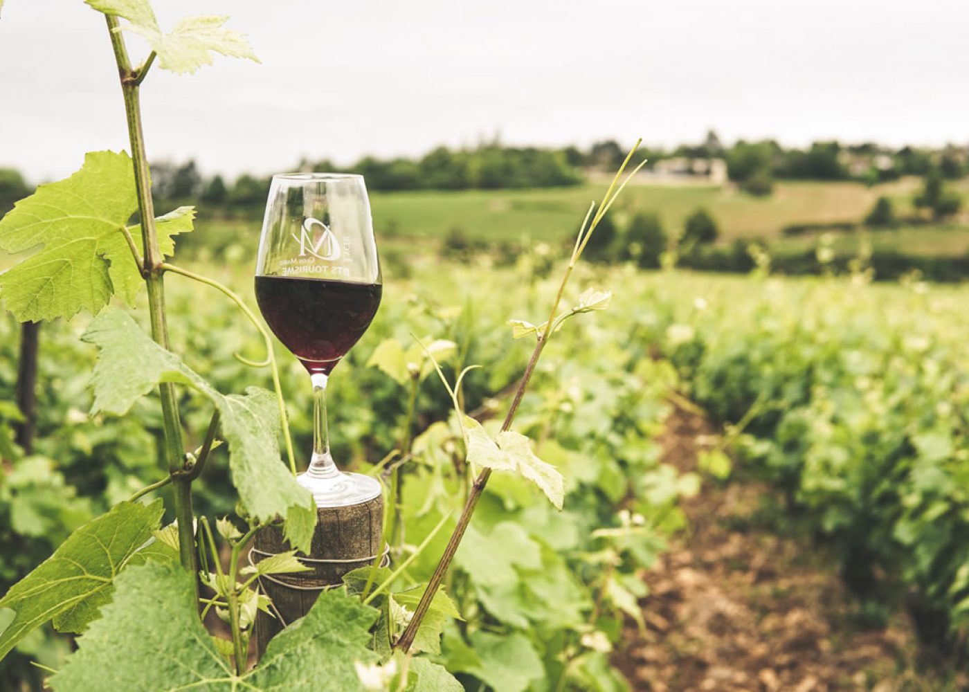 glass-of-wine-in-vineyard